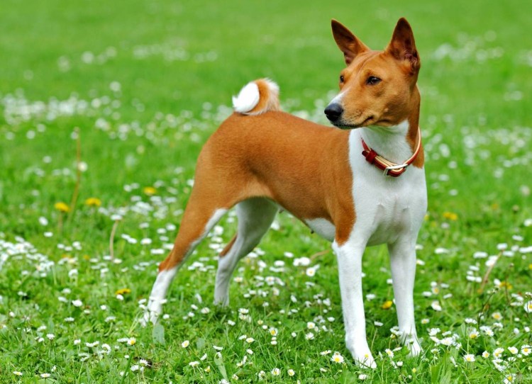 Порода собак басенджи