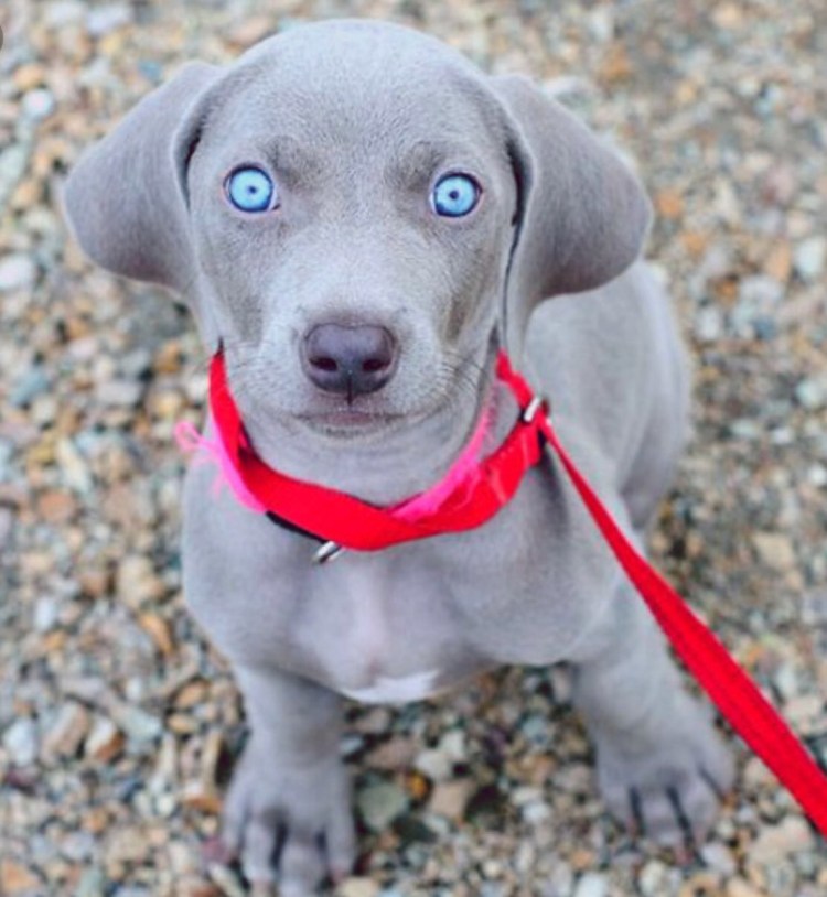 Кинг Чарльз спаниель