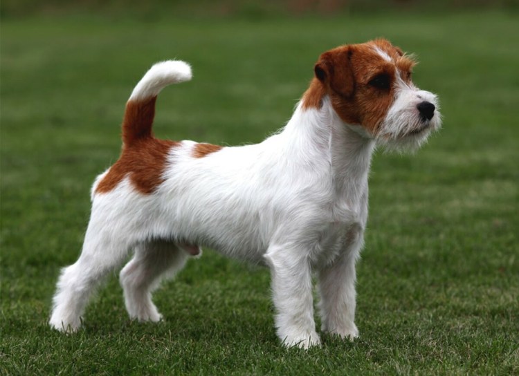 Рассел терьер жесткошерстный