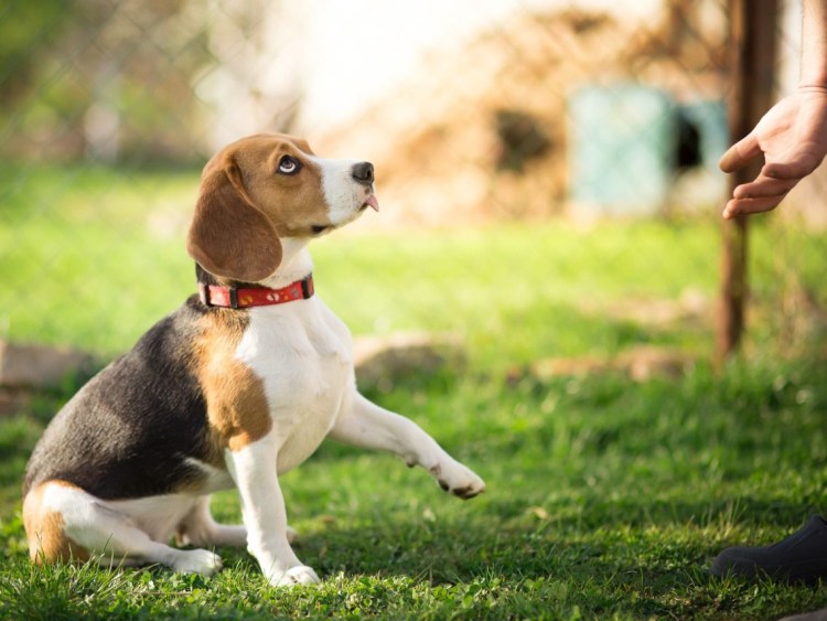 Пигаль порода собак