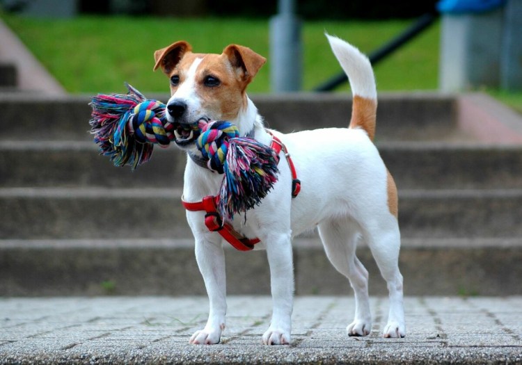 Чихуахуа мини корги