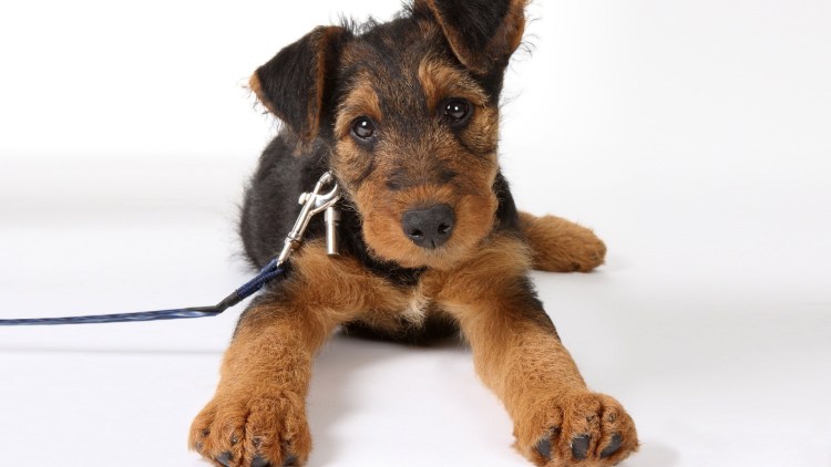 Бигль большой