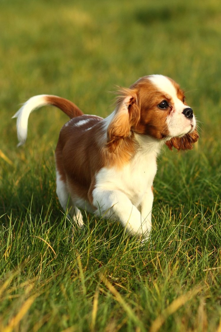 Красивые небольшие собаки