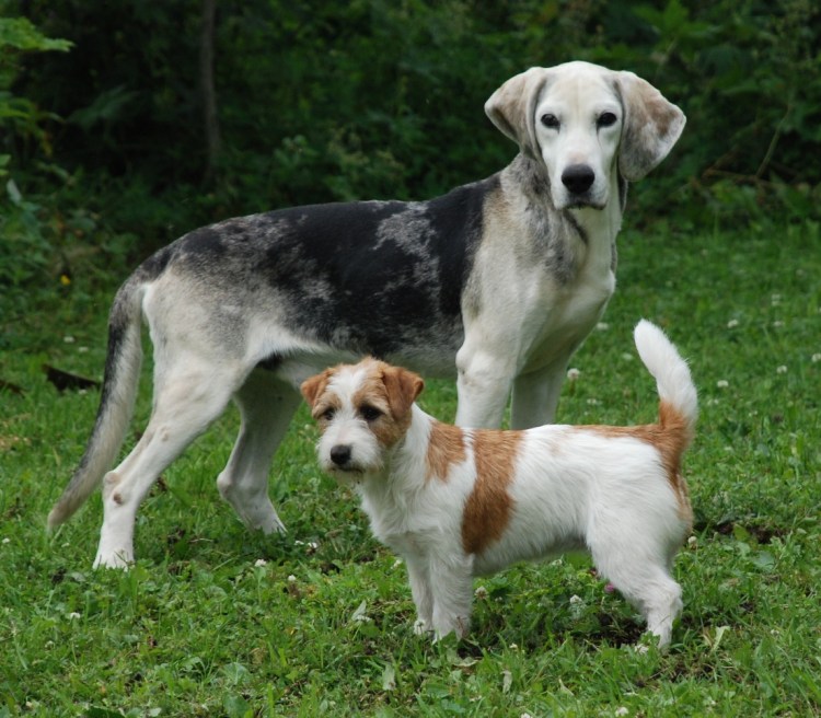 Породы собак с фотографиями и названиями