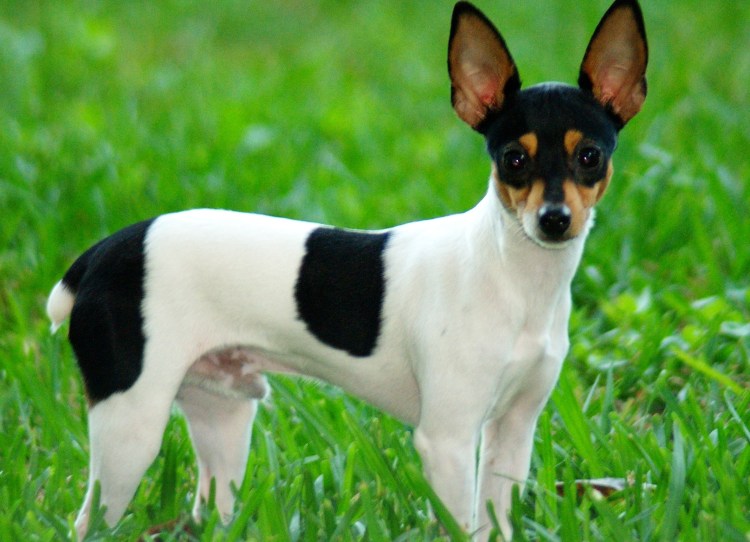 Порода собак Джек Рассел
