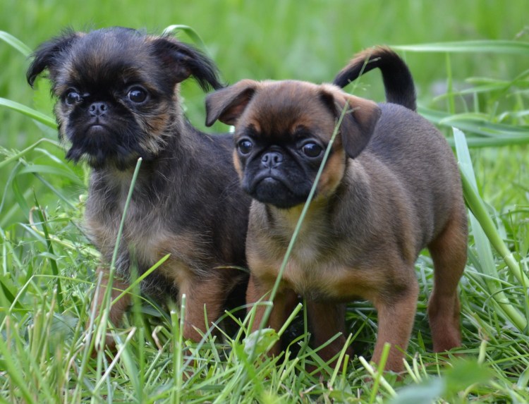 Бельгийский гриффон Пти брабансон