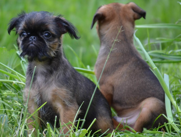 Брюссельский гриффон