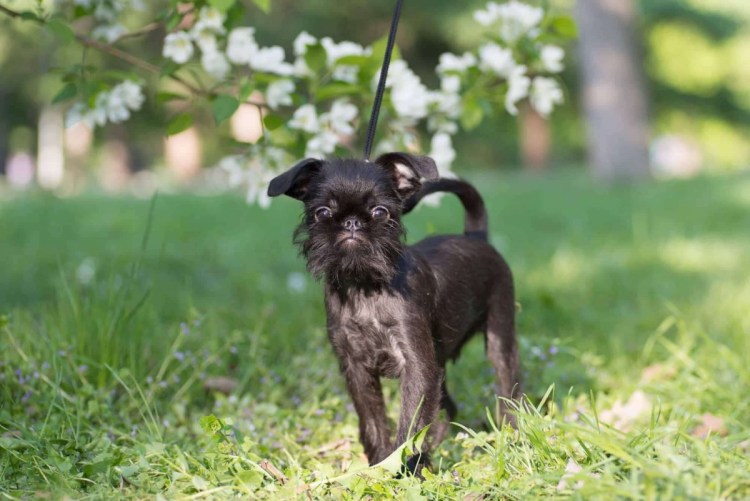 Бельгийский гриффон