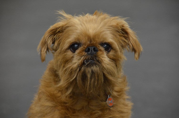 Гриффон Пти брабансон собака