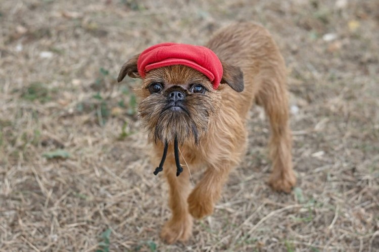 Порода собак Брюссельский гриффон