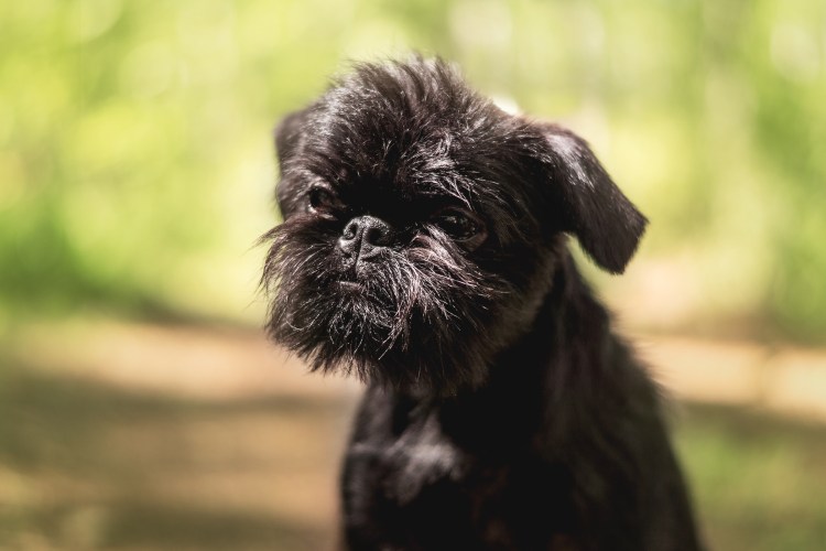 Бельгийский Грифон порода