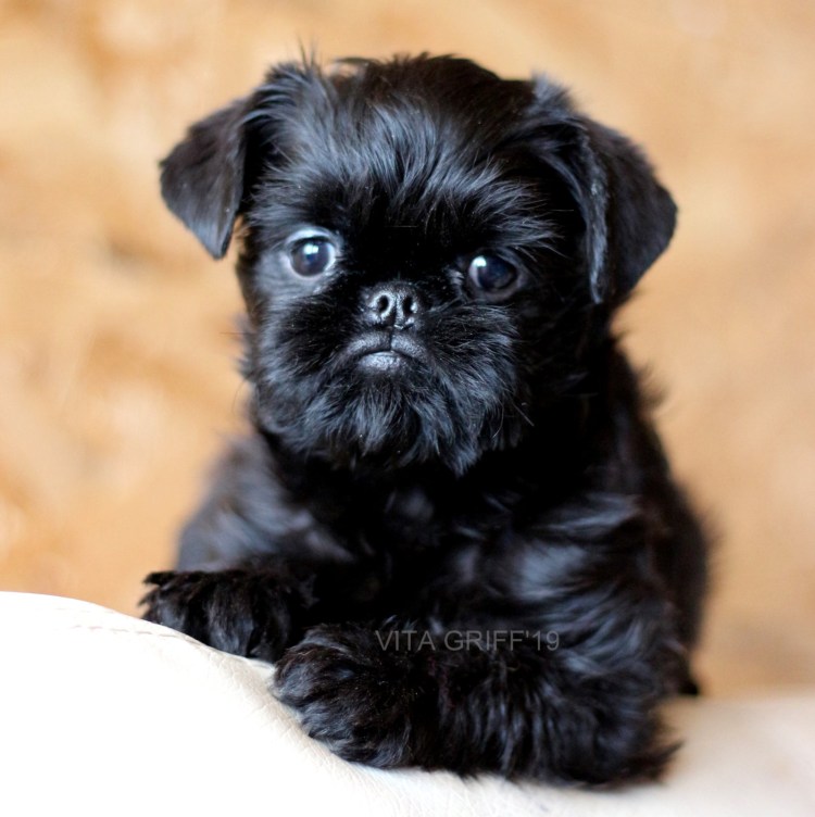 Порода бельгийский гриффон