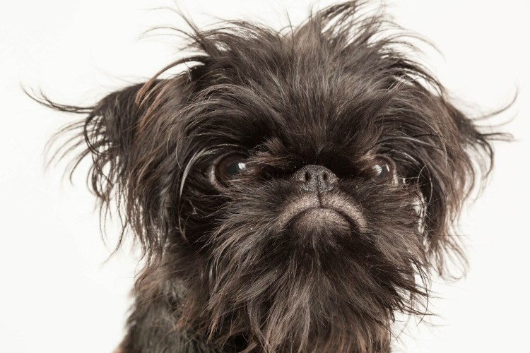 Гриффон Пти брабансон собака