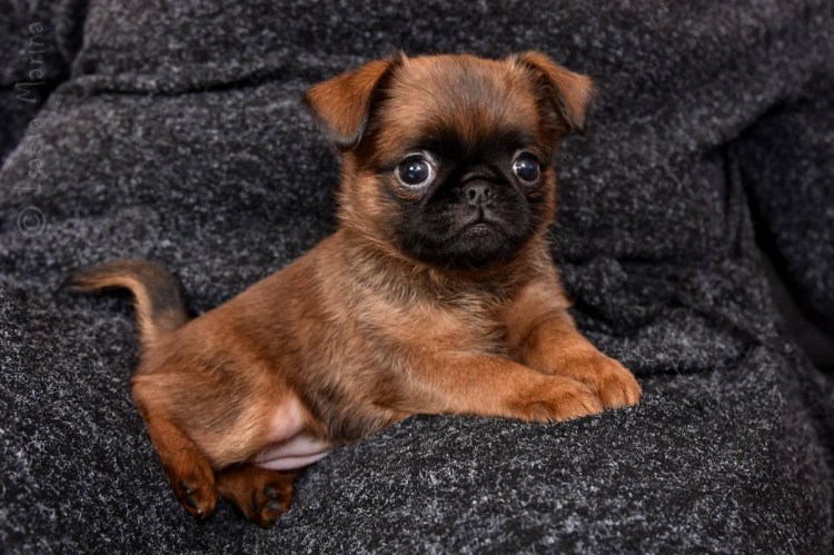 Гриффон бельгийский Брюссельский