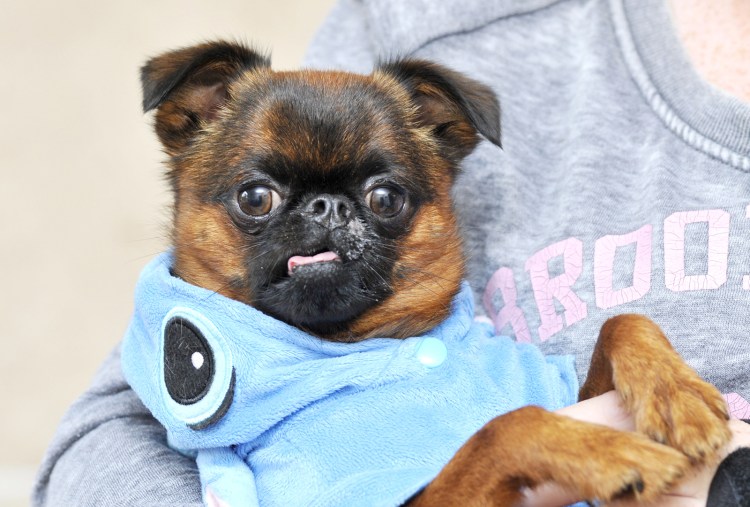 Брюссельский гриффон Пти брабансон