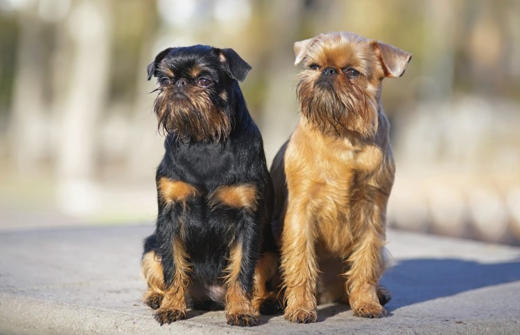 Карликовый Грифон