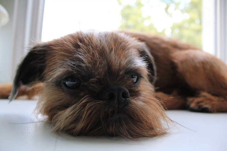 Гриффон бельгийский Брюссельский