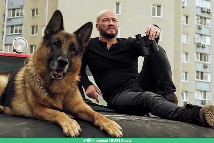 Никита Панфилов в сериале пес