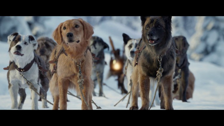 Мастиф Зевс