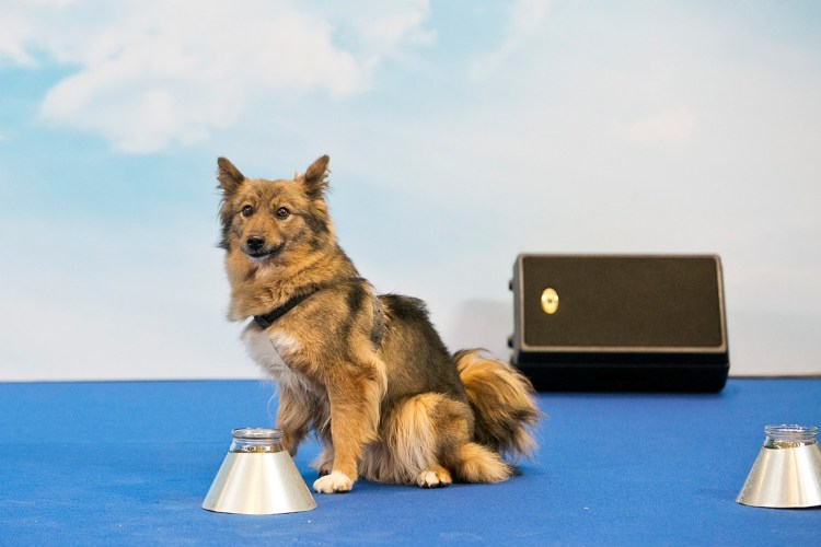 Шалалайка порода собак