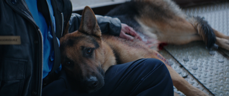 Собачка из рекламы