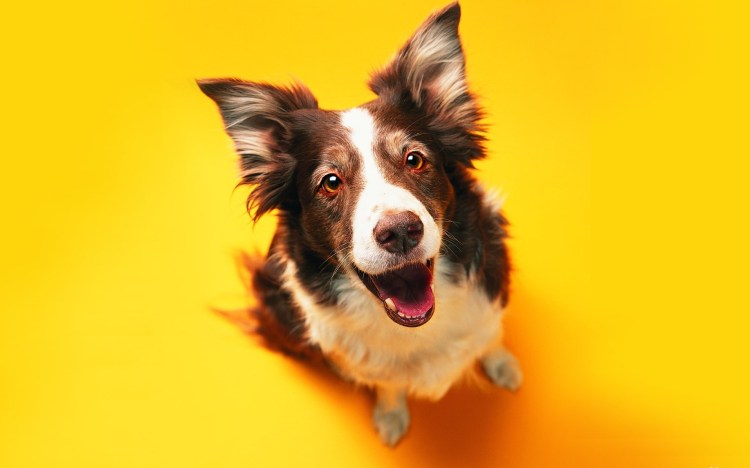 Зов предков the Call of the Wild 2020