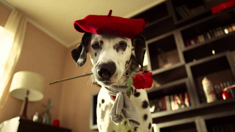 Реклама МТС С собакой