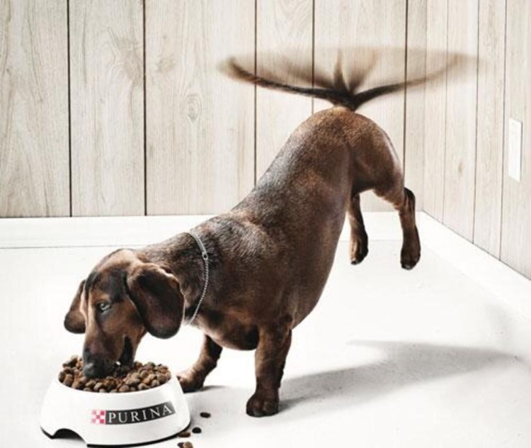 Хатико: самый верный друг фильм 2009