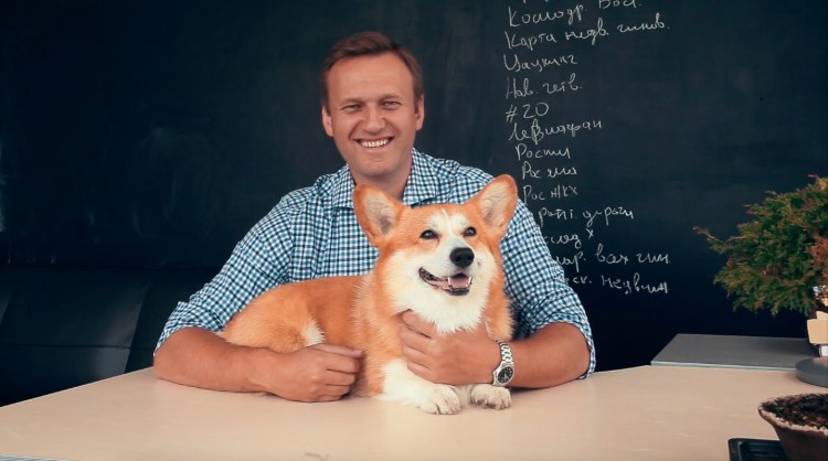 Порода русская псовая борзая