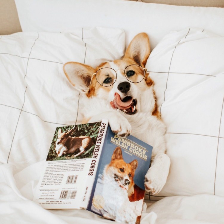 Я четвертый Бигль