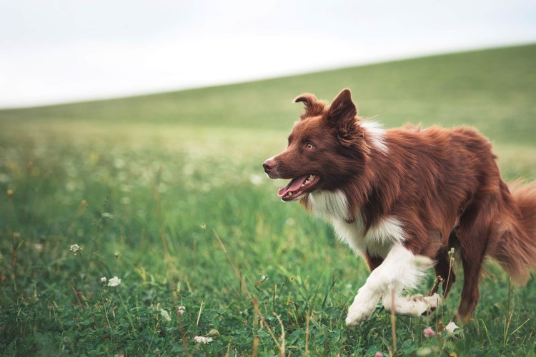 Красный пограничный колли