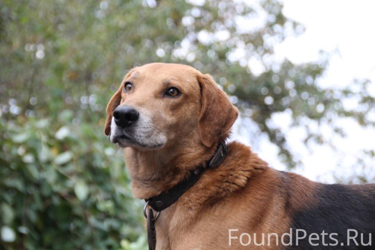 Каштанчик собака