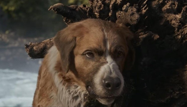 Киану Ривз порода собаки в фильме Джон уик 3