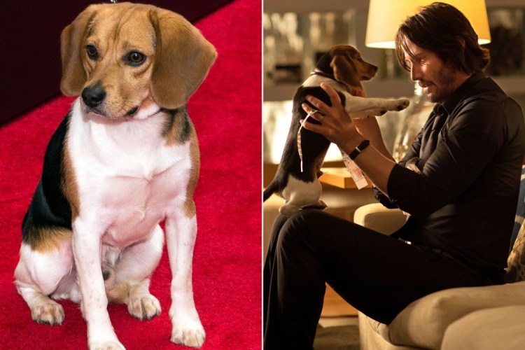 Картина собаки