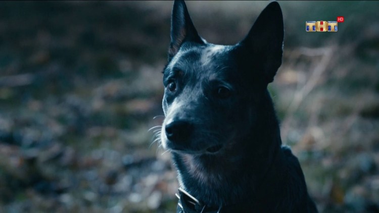 Собака из физрука