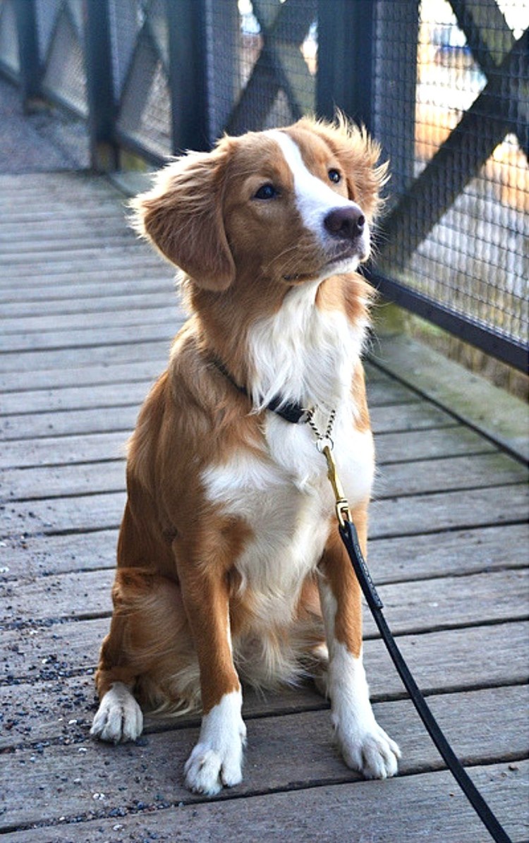 Катастрофа фильм 2012 порода собаки