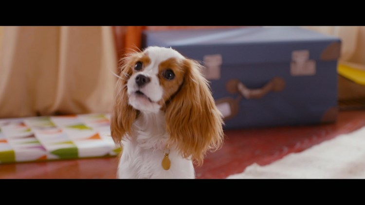 Брюссельский гриффон Джек Николсон