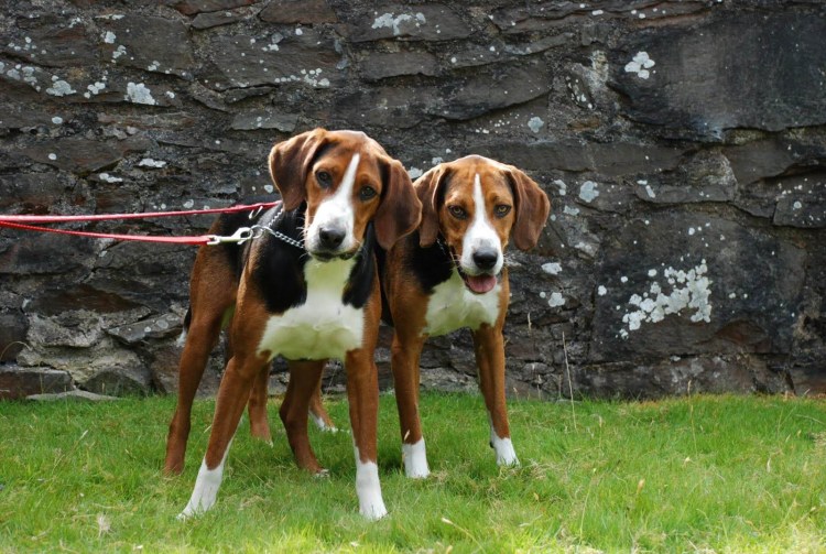 Харьер заячья гончая