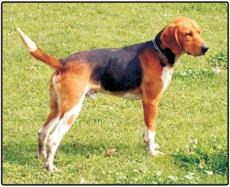 Гончая собака харьер