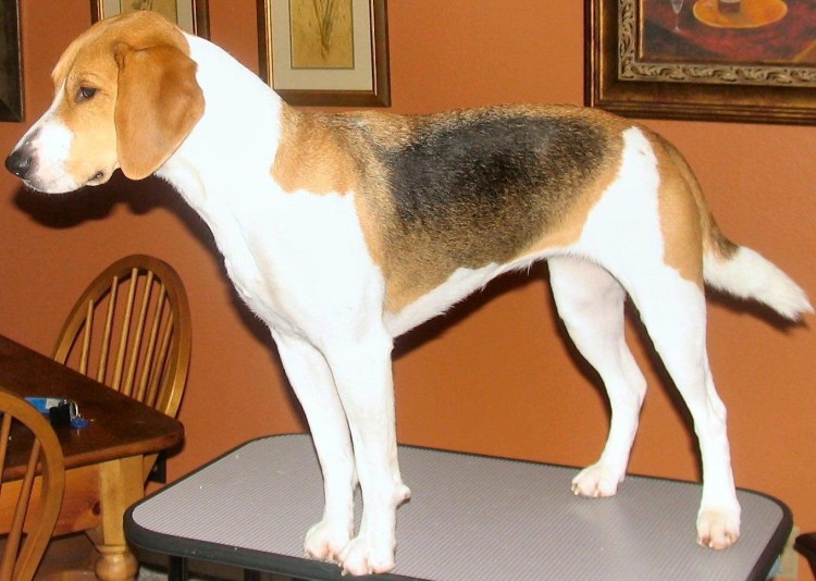 Порода Бигль харьер