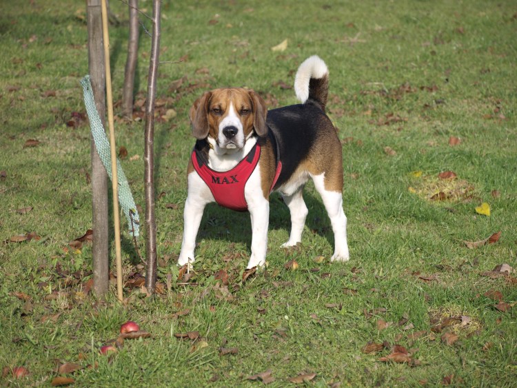 Бигль харьер