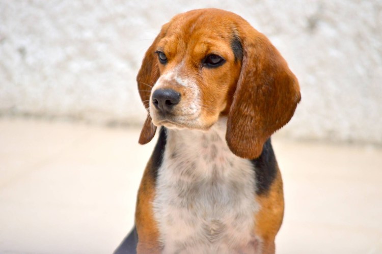 Харьер гончая