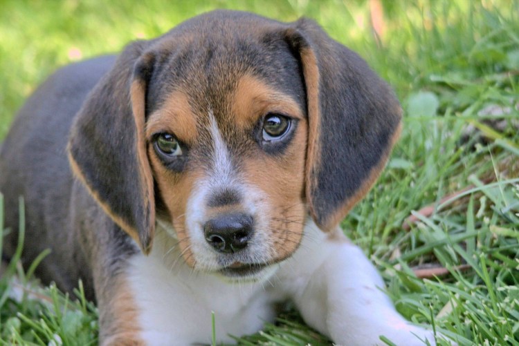 Французский Бигль харьер