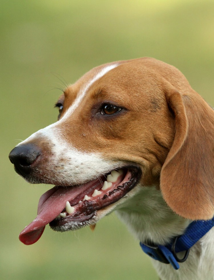 Порода собак Бигль