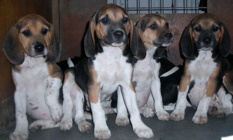 Бигль харьер стандарт породы