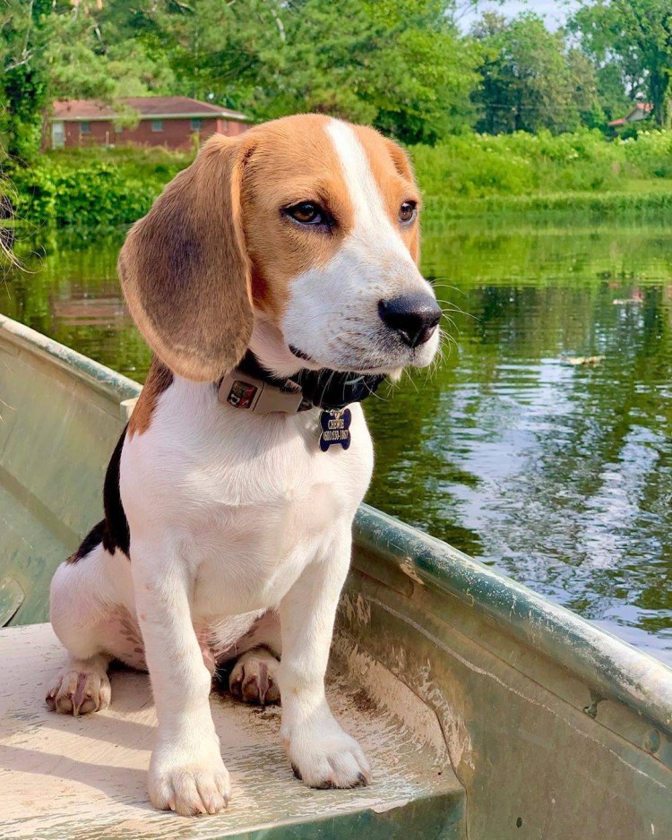 Пигаль порода собак