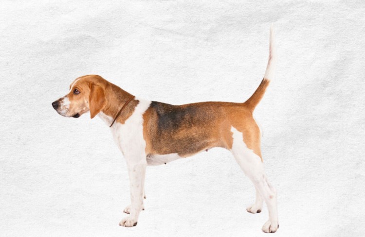 Гончая Гамильтона гамильтонстёваре