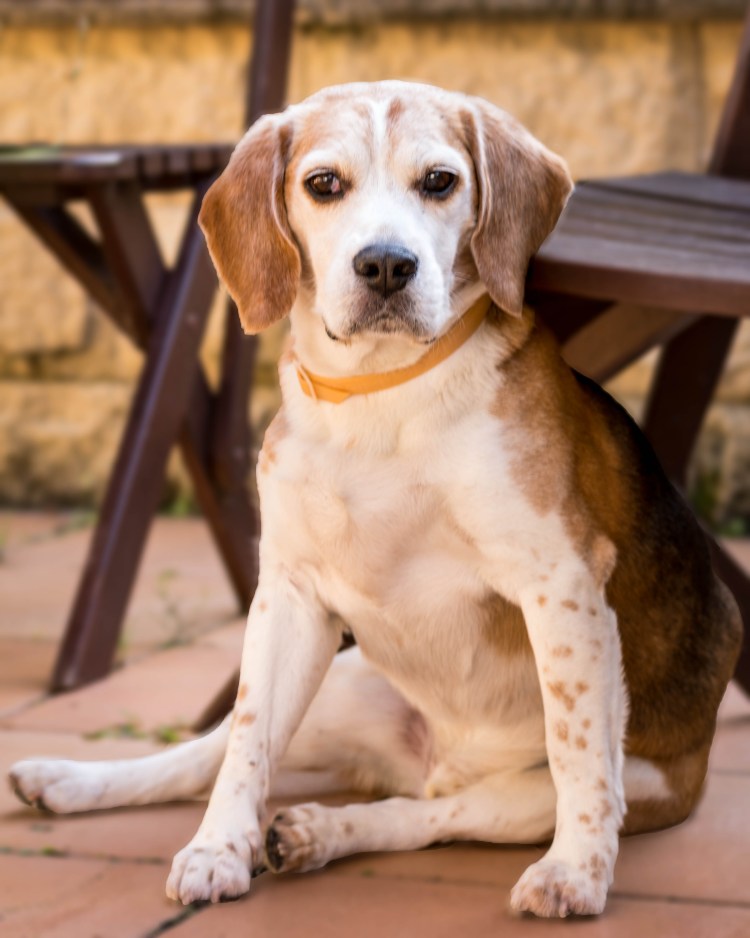 Французский Бигль харьер