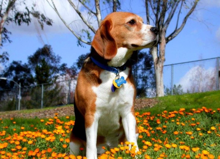 Харьер заячья гончая