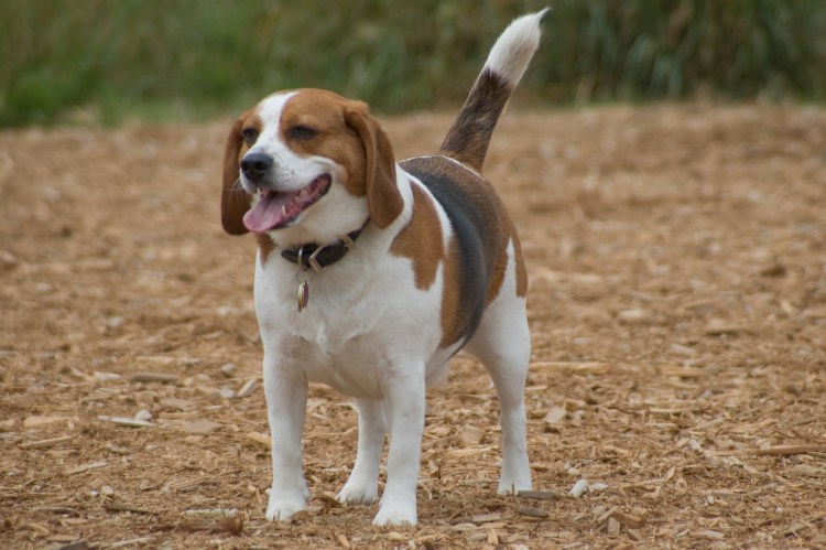 Бигль харьер